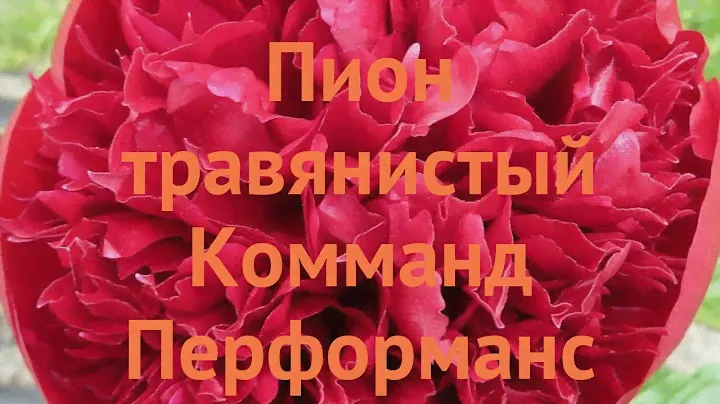 Пион травянистый Комманд Перформанс (paeonia) 🌿 обзор: как сажать, луковицы пиона Комманд Перформанс