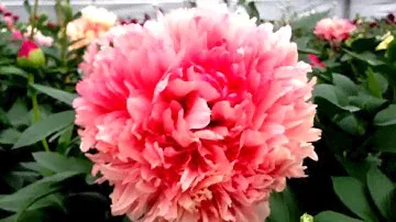 Peony Command Performance - www.peonyshop.com